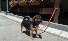 VASO, Hund, Mischlingshund in Slowakische Republik - Bild 2