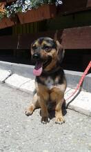 VASO, Hund, Mischlingshund in Slowakische Republik - Bild 3