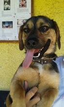 VASO, Hund, Mischlingshund in Slowakische Republik - Bild 4