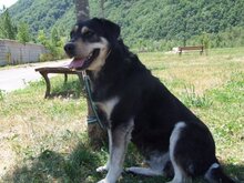 PUCHI, Hund, Mischlingshund in Spanien - Bild 1