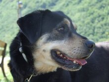 PUCHI, Hund, Mischlingshund in Spanien - Bild 4