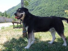 PUCHI, Hund, Mischlingshund in Spanien - Bild 7