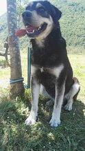 PUCHI, Hund, Mischlingshund in Spanien - Bild 8