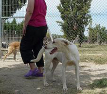 RUDI, Hund, Mischlingshund in Spanien - Bild 2