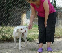 RUDI, Hund, Mischlingshund in Spanien - Bild 3