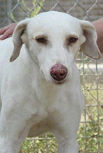 RUDI, Hund, Mischlingshund in Spanien - Bild 6