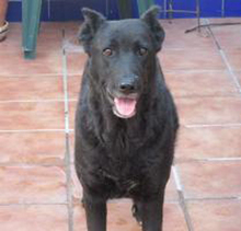 SIESTA, Hund, Deutscher Schäferhund-Mix in Spanien - Bild 2