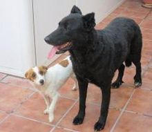 SIESTA, Hund, Deutscher Schäferhund-Mix in Spanien - Bild 3