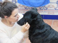 SIESTA, Hund, Deutscher Schäferhund-Mix in Spanien - Bild 6