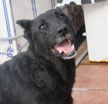 SIESTA, Hund, Deutscher Schäferhund-Mix in Spanien - Bild 7