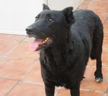 SIESTA, Hund, Deutscher Schäferhund-Mix in Spanien - Bild 8