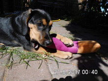 MIRANDA, Hund, Beagle-Mix in Neuenkirchen-Vörden - Bild 13
