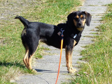 MIRANDA, Hund, Beagle-Mix in Neuenkirchen-Vörden - Bild 2