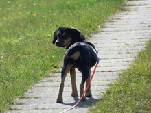MIRANDA, Hund, Beagle-Mix in Neuenkirchen-Vörden - Bild 3