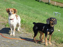 MIRANDA, Hund, Beagle-Mix in Neuenkirchen-Vörden - Bild 5