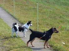 MIRANDA, Hund, Beagle-Mix in Neuenkirchen-Vörden - Bild 6