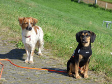 MIRANDA, Hund, Beagle-Mix in Neuenkirchen-Vörden - Bild 7