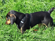 MIRANDA, Hund, Beagle-Mix in Neuenkirchen-Vörden - Bild 8