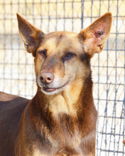 CASTANA, Hund, Mischlingshund in Spanien - Bild 1