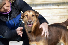 CASTANA, Hund, Mischlingshund in Spanien - Bild 15