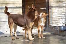 CASTANA, Hund, Mischlingshund in Spanien - Bild 16
