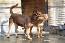 CASTANA, Hund, Mischlingshund in Spanien - Bild 17