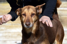 CASTANA, Hund, Mischlingshund in Spanien - Bild 18
