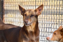 CASTANA, Hund, Mischlingshund in Spanien - Bild 19
