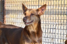 CASTANA, Hund, Mischlingshund in Spanien - Bild 20