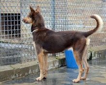CASTANA, Hund, Mischlingshund in Spanien - Bild 5