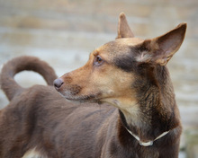 CASTANA, Hund, Mischlingshund in Spanien - Bild 6