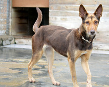CASTANA, Hund, Mischlingshund in Spanien - Bild 7