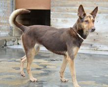 CASTANA, Hund, Mischlingshund in Spanien - Bild 8