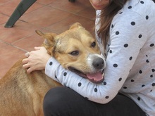 KUBO, Hund, Deutscher Schäferhund-Mix in Spanien - Bild 2