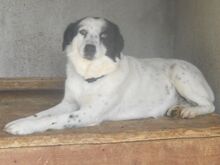 AIKA, Hund, Mischlingshund in Beratzhausen - Bild 1