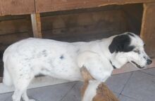 AIKA, Hund, Mischlingshund in Beratzhausen - Bild 3