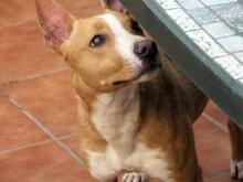 MENIQUE, Hund, Mischlingshund in Spanien - Bild 1