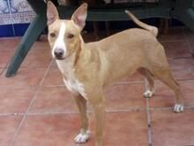 MENIQUE, Hund, Mischlingshund in Spanien - Bild 2