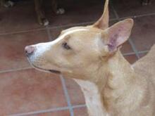 MENIQUE, Hund, Mischlingshund in Spanien - Bild 3