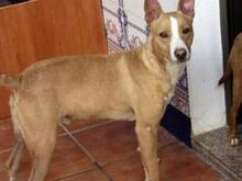 MENIQUE, Hund, Mischlingshund in Spanien - Bild 4