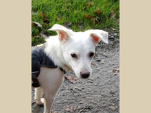 JOSEFA, Hund, Mischlingshund in Visbek - Bild 1