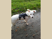 JOSEFA, Hund, Mischlingshund in Visbek - Bild 2