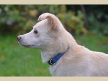 JOSHUA, Hund, Mischlingshund in Neuenkirchen-Vörden - Bild 6