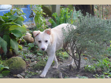 JOSHUA, Hund, Mischlingshund in Neuenkirchen-Vörden - Bild 8