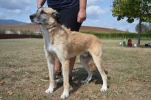 KENDAL, Hund, Mischlingshund in Italien - Bild 2