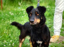 GASPAR, Hund, Mischlingshund in Polen - Bild 1