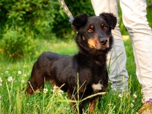 GASPAR, Hund, Mischlingshund in Polen - Bild 2