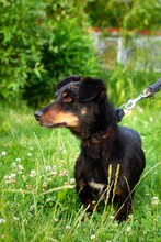 GASPAR, Hund, Mischlingshund in Polen - Bild 4