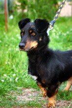 GASPAR, Hund, Mischlingshund in Polen - Bild 5