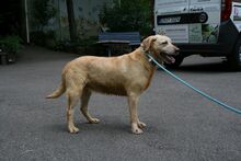 MONA, Hund, Labrador Retriever in Zweibrücken - Bild 1